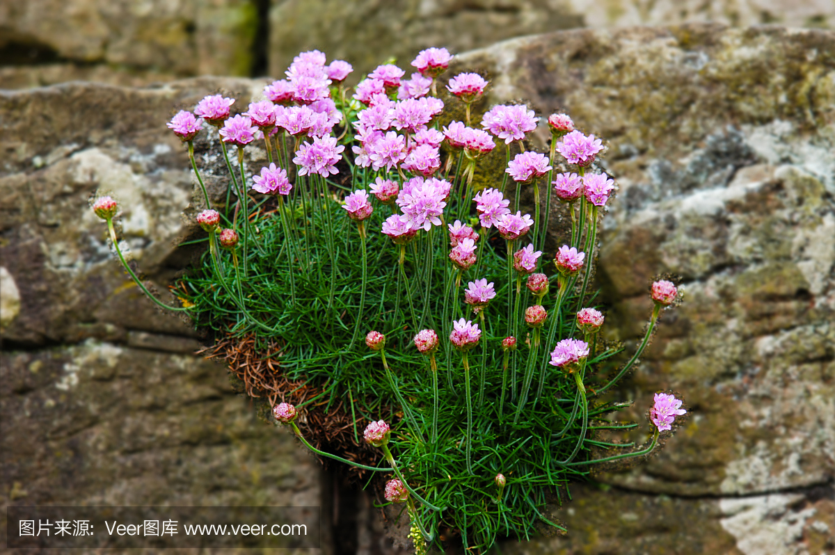 摄影,花,水平画幅,岩石