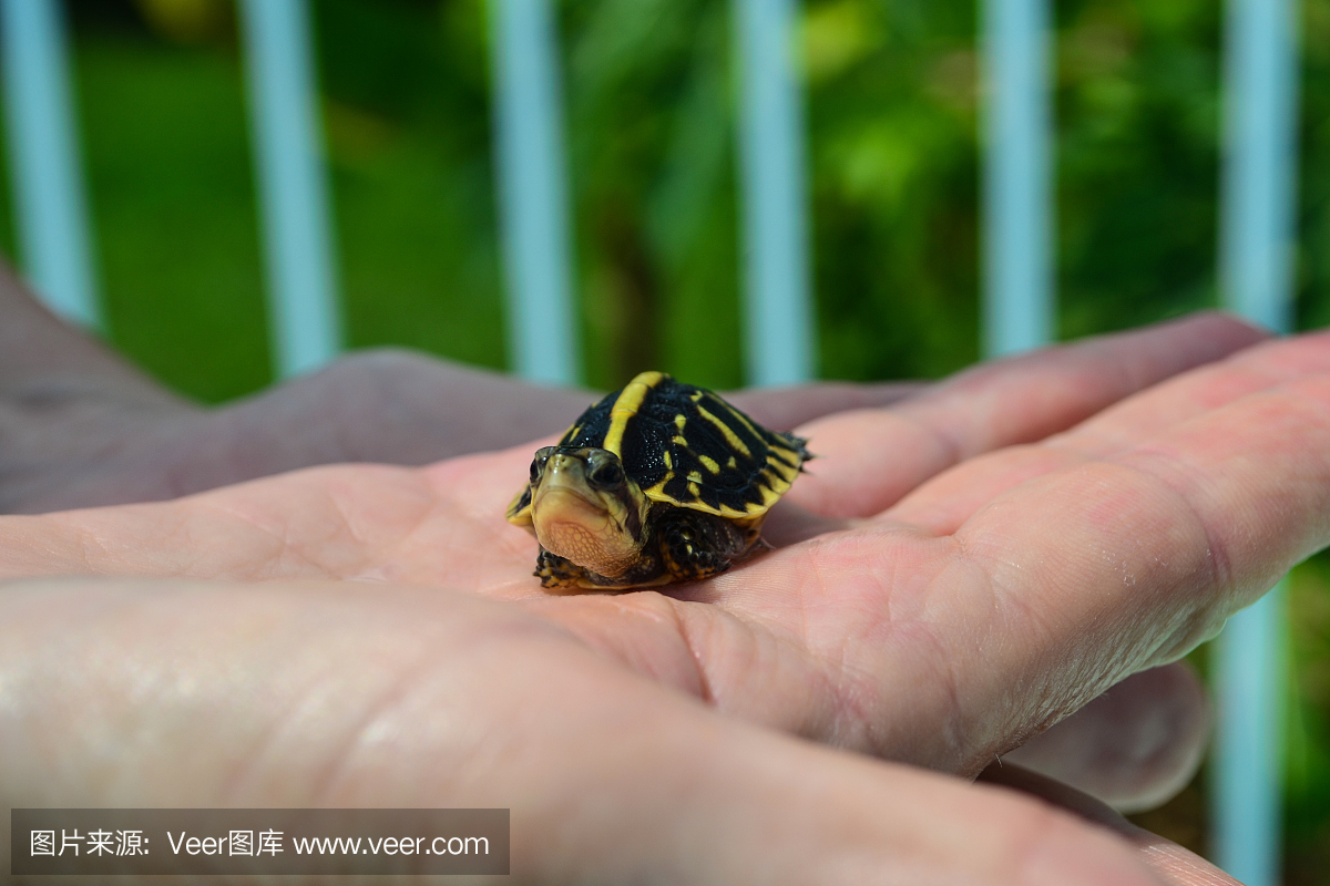 箱龟,东方箱龟,盒龟,闭壳龟