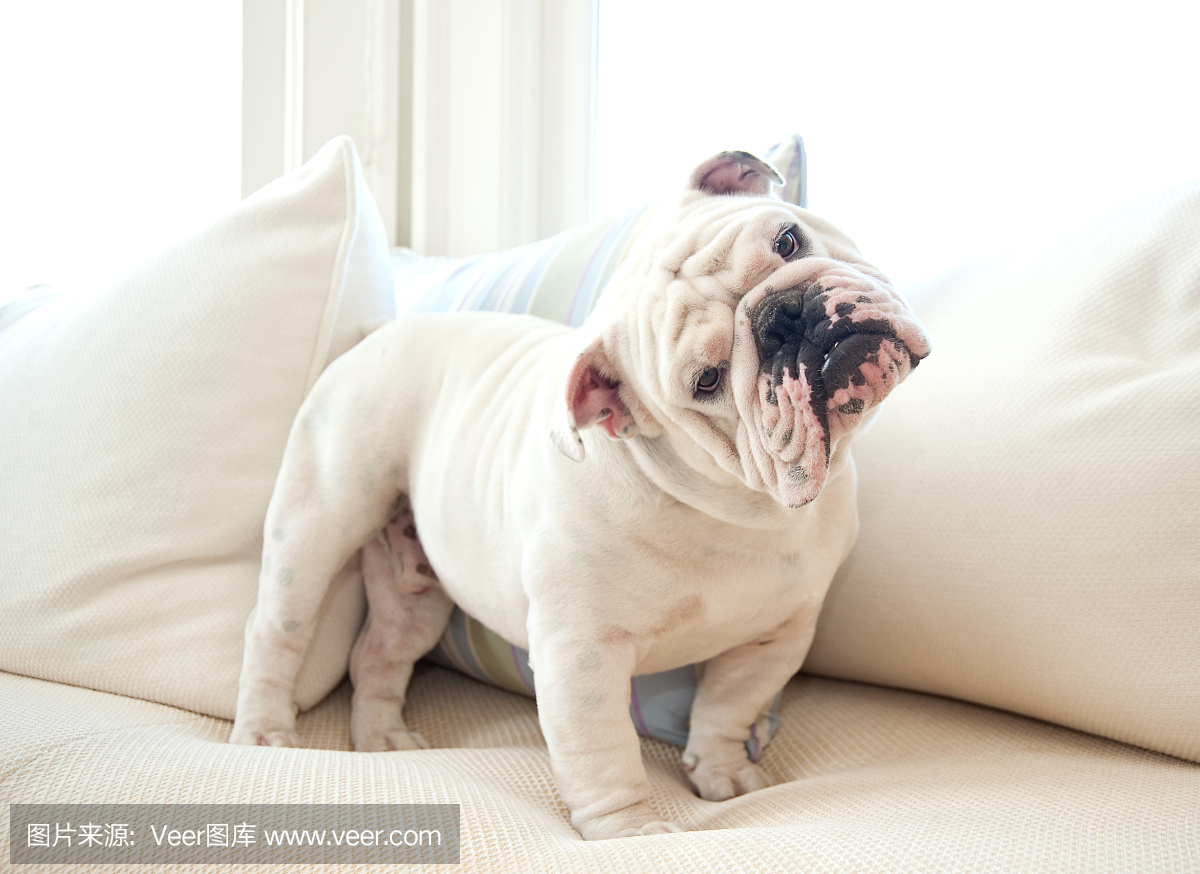 一个可爱的英式斗牛犬在沙发上