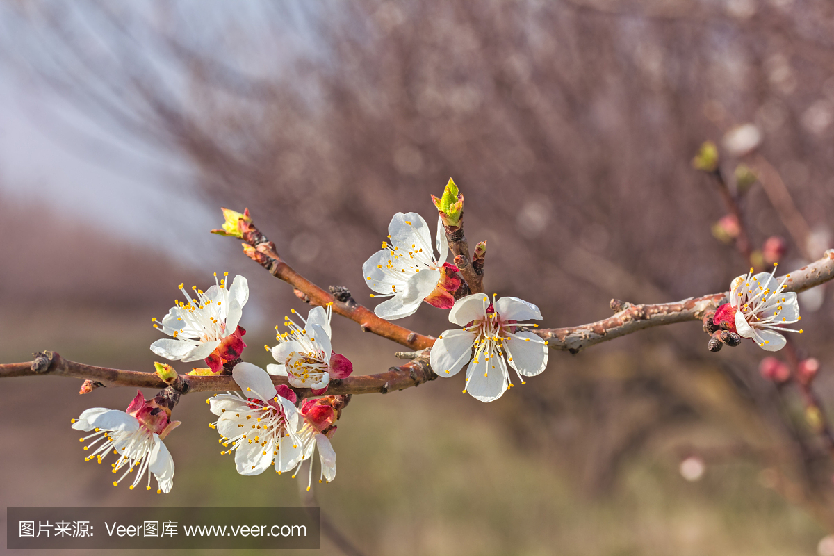 在春天花园的背景上杏树的开花分支