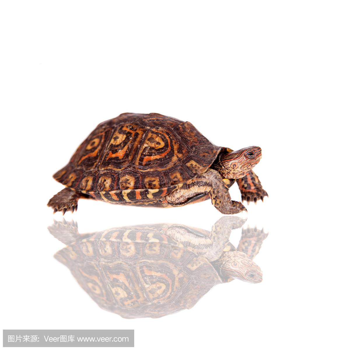 爬虫学,爬虫类,龟,乌龟