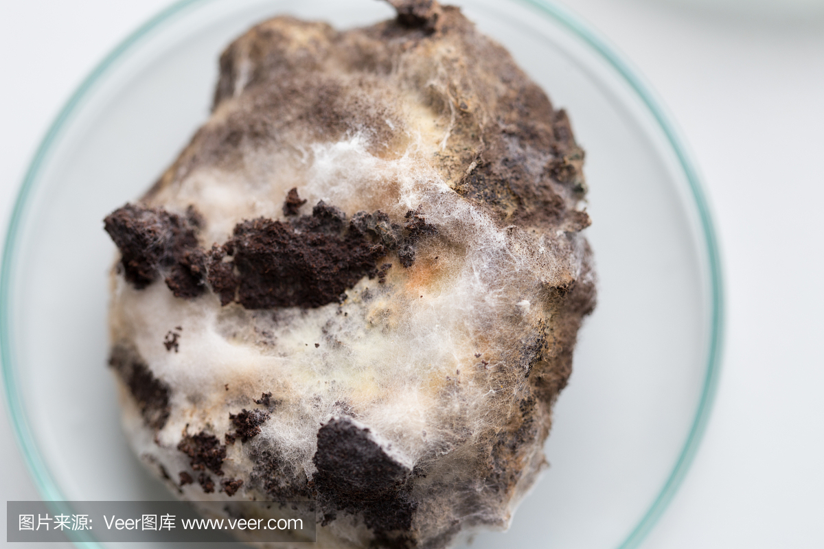 黑曲霉培养皿中的微观,微生物学教育实验室。