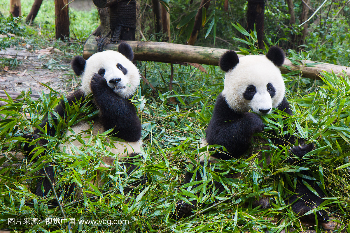 Young pandas eating bamboo, ChengDu, SiCh