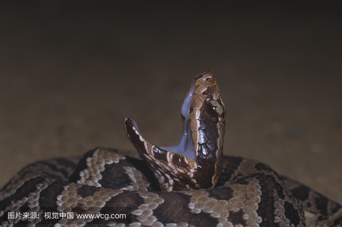 年轻的Cottonmouth蛇在其防御姿态和威胁显示