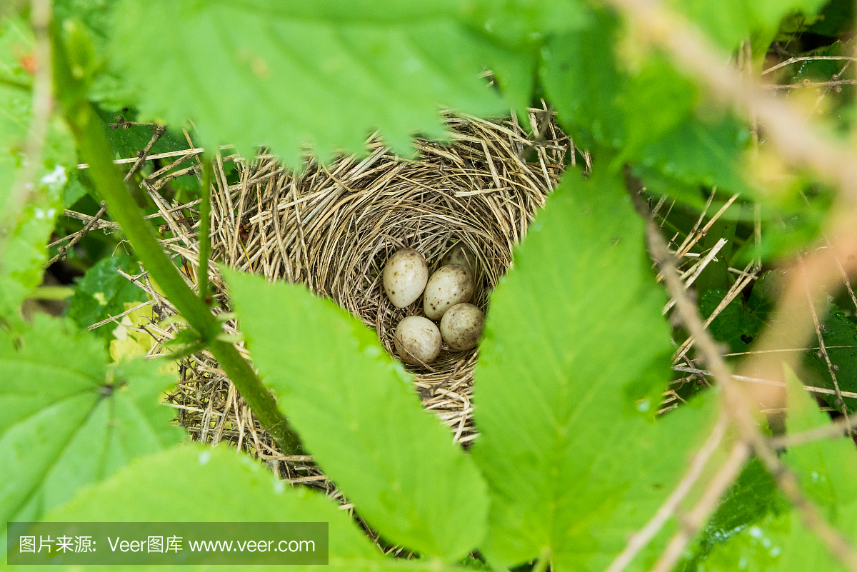 愤怒,英文字母B,食品,野生动物