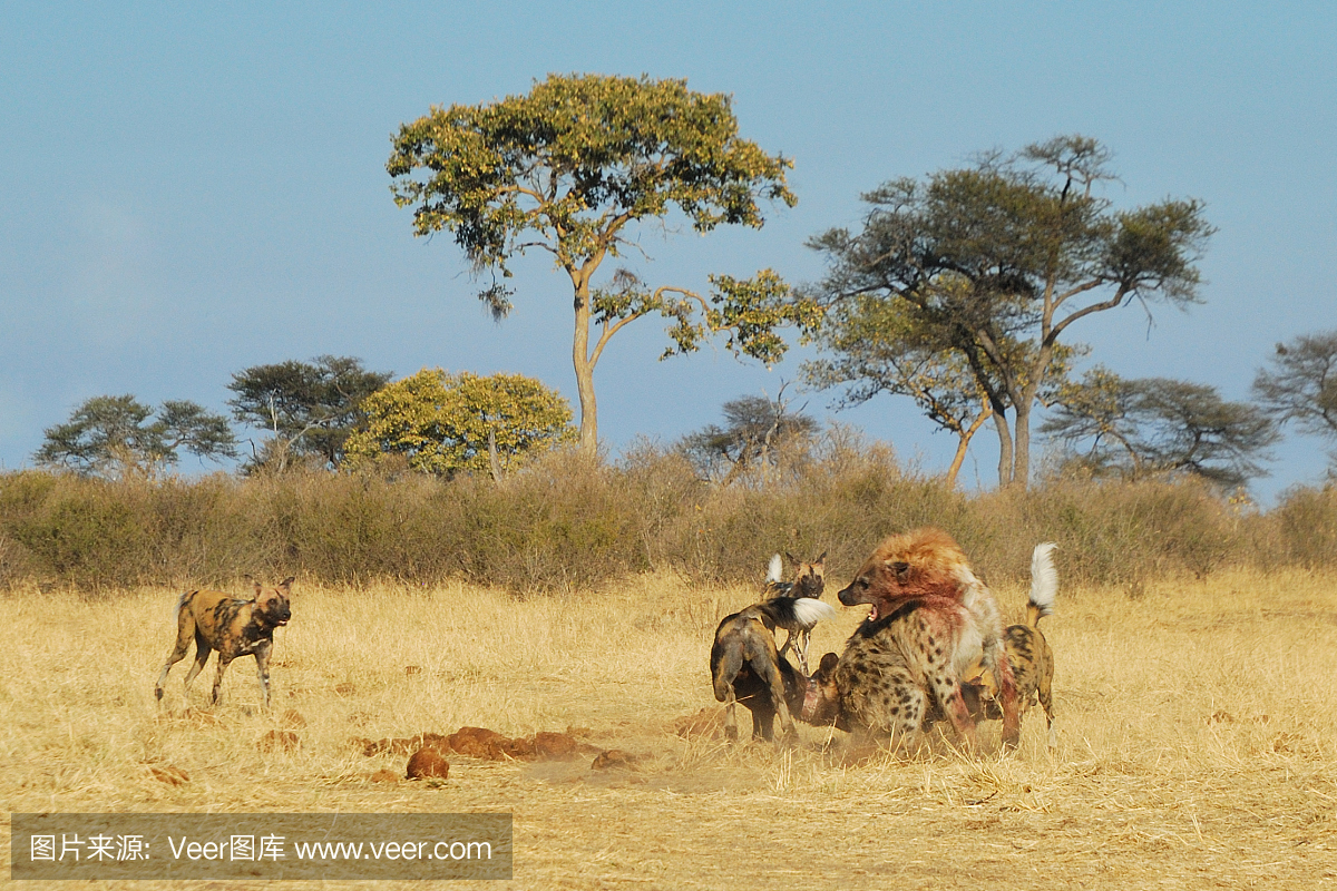 斑点土狼,斑鬣狗,斑点鬣狗,非洲野狗