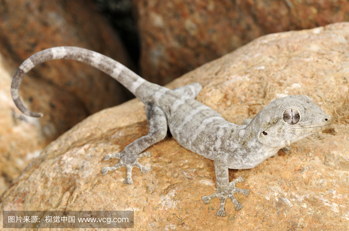 壁虎(Haemodracon riebeckii),属于索科特拉岛