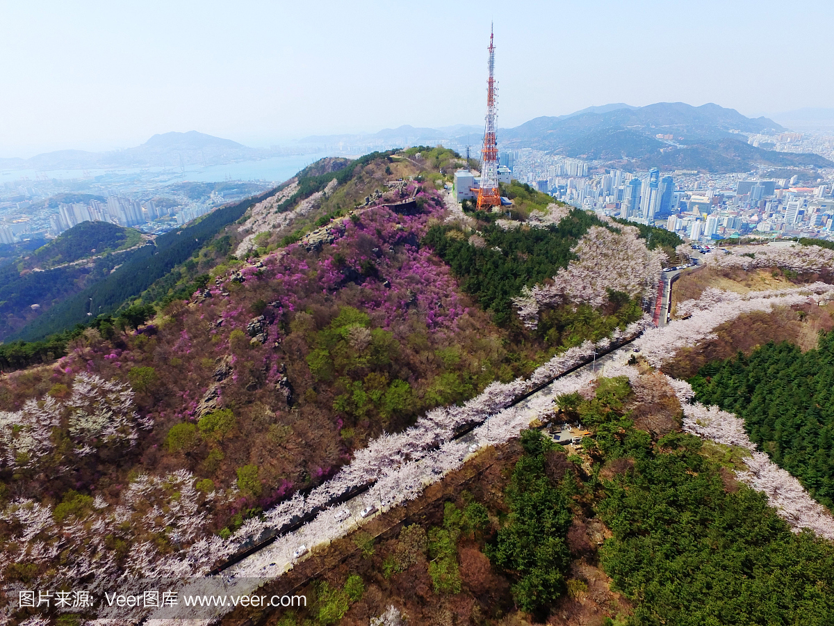 Hwangryeonsan山的春天樱花,釜山,韩国,亚洲