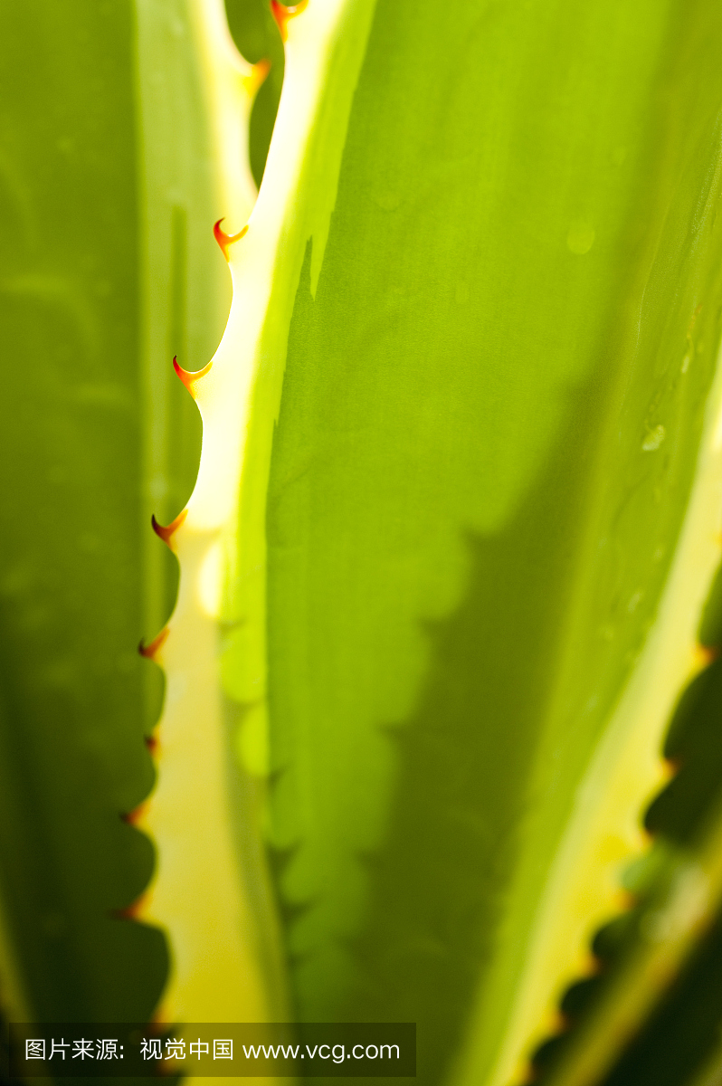 法属西印度群岛,马提尼克岛,Sainte Luce,旅游胜