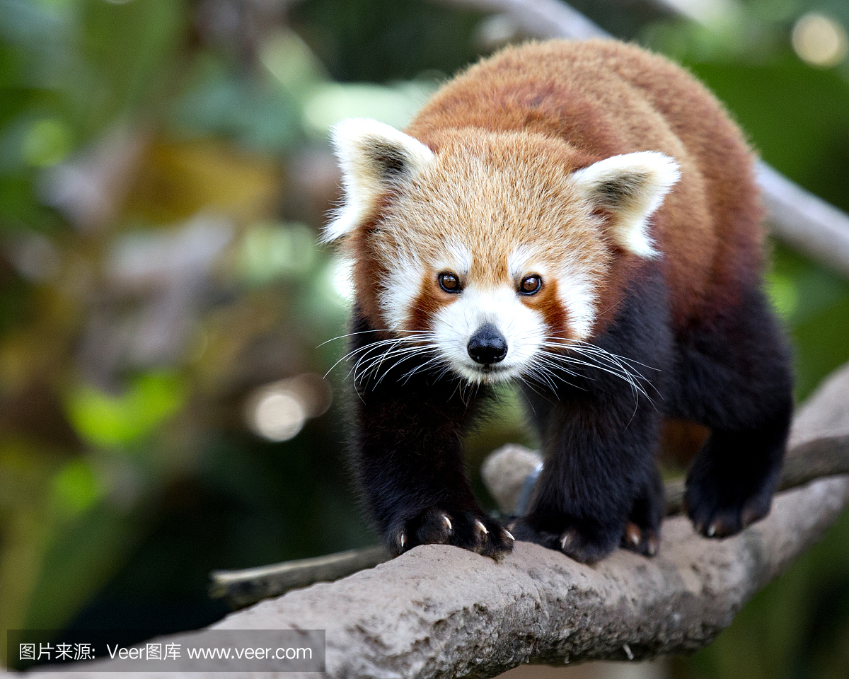 小熊猫,猫熊,红熊猫,自然