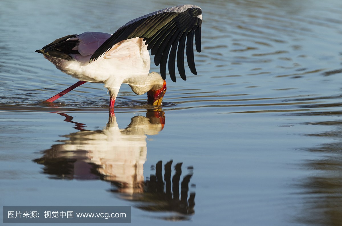 黄嘴鹳(Mycteria ibis)。在游泳池中狩猎,其翅膀