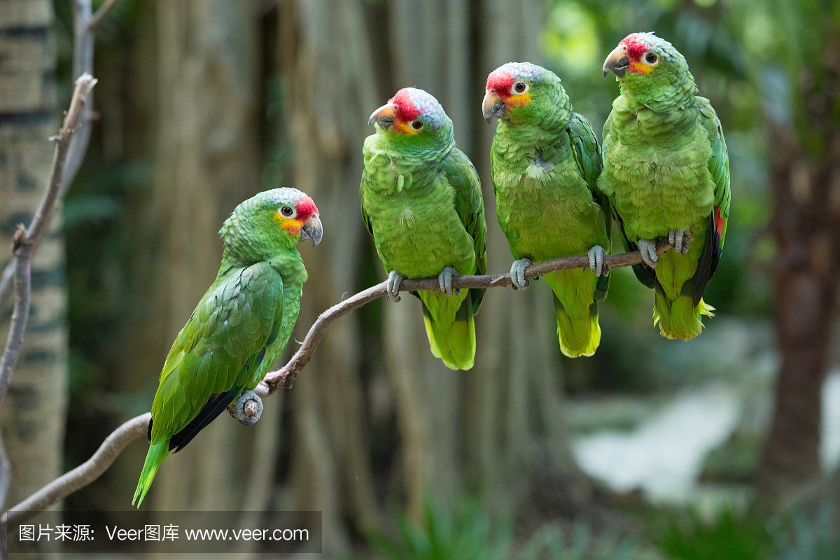 金刚鹦鹉,巴西鹦鹉鸟,巴西鹦鹉,紫蓝金刚鹦鹉