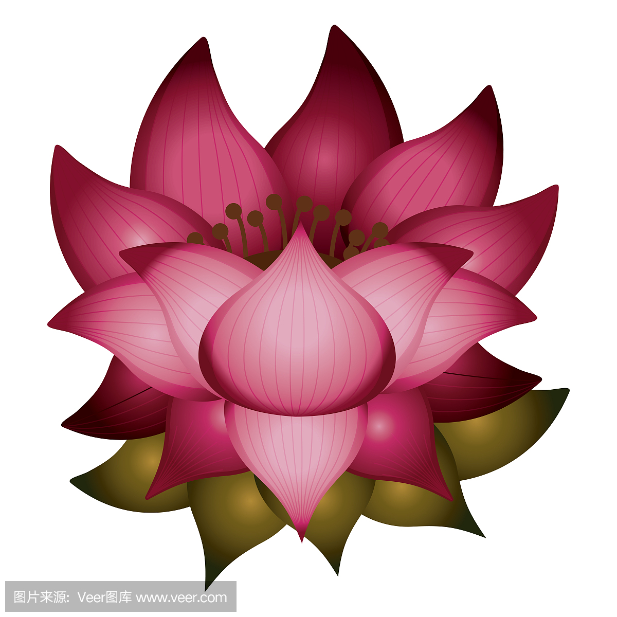 孤立的莲花设计