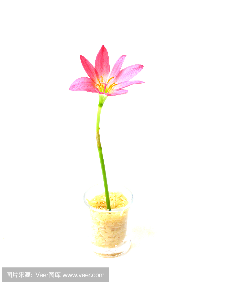 真菌性口炎,念珠菌属,酵母感染,假丝酵母