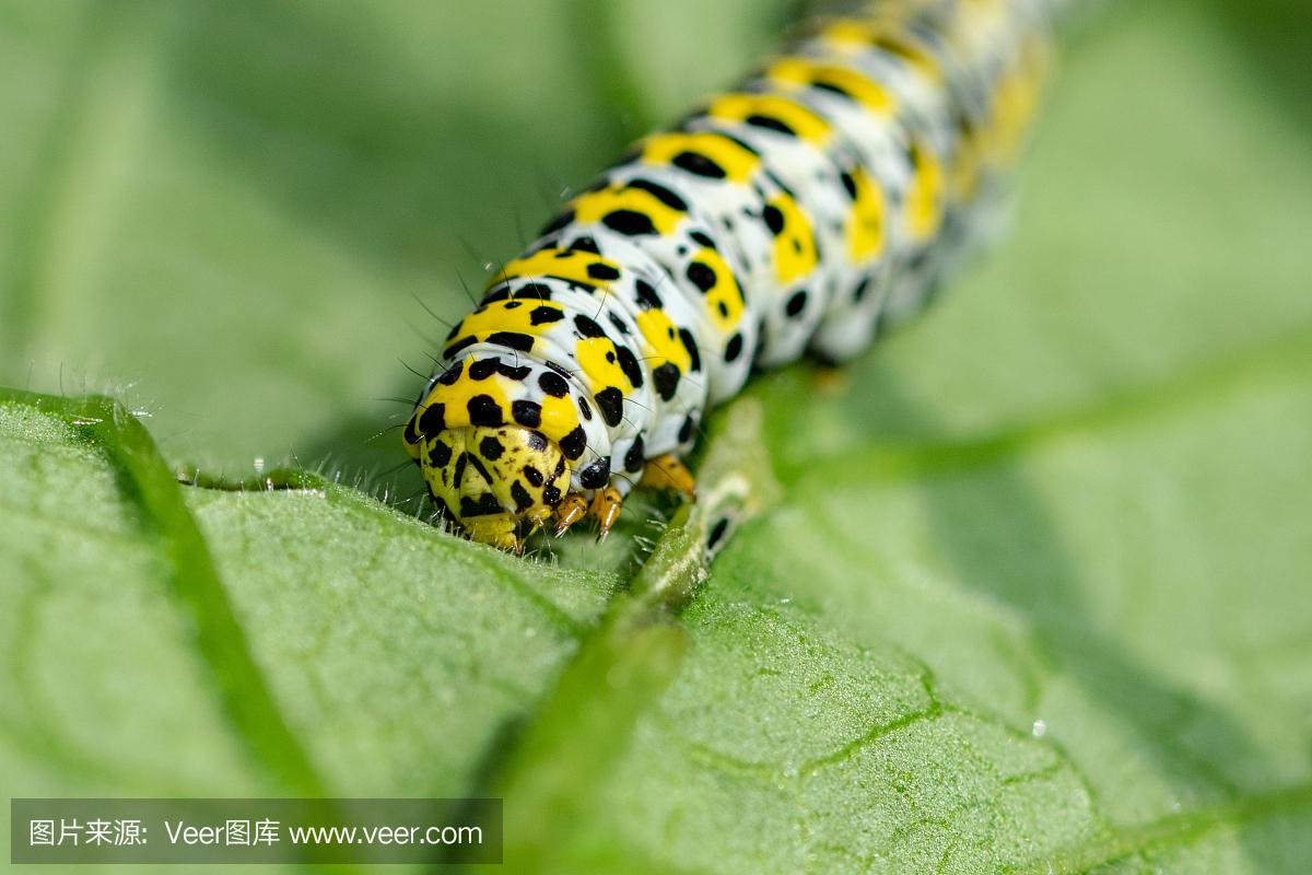 Mullein飞蛾毛虫吃绿色的叶子