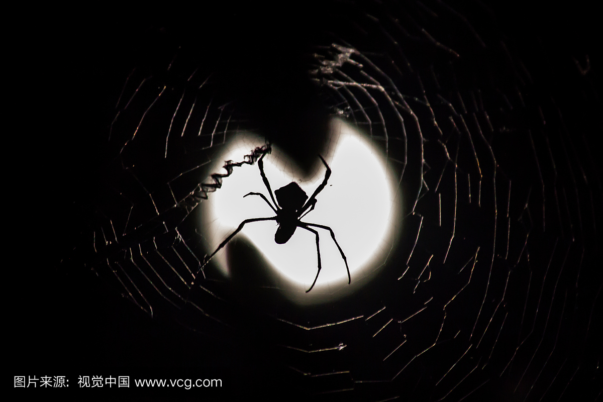 在网上的蜘蛛在晚上