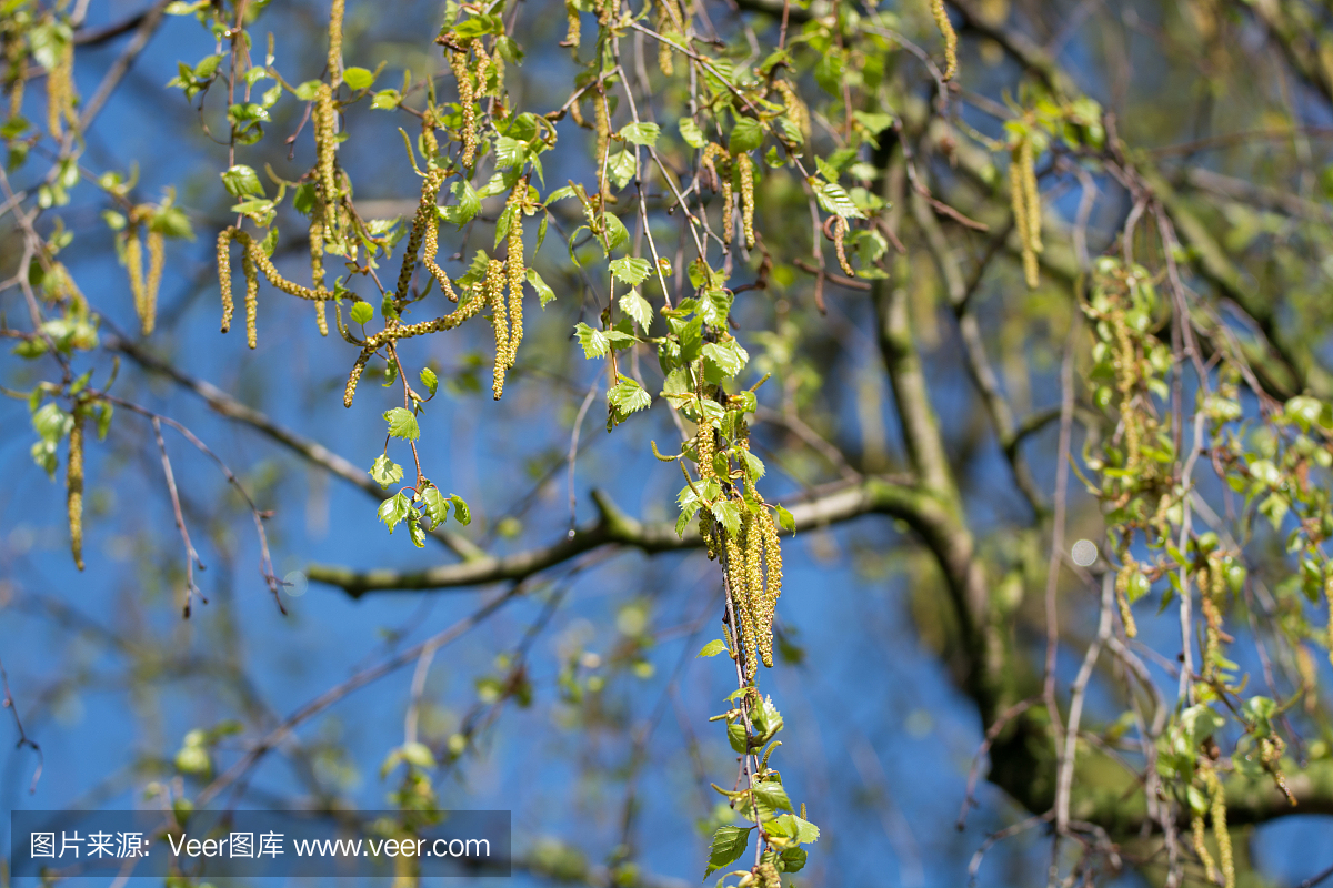 季节性过敏 - 桦树开花,花粉