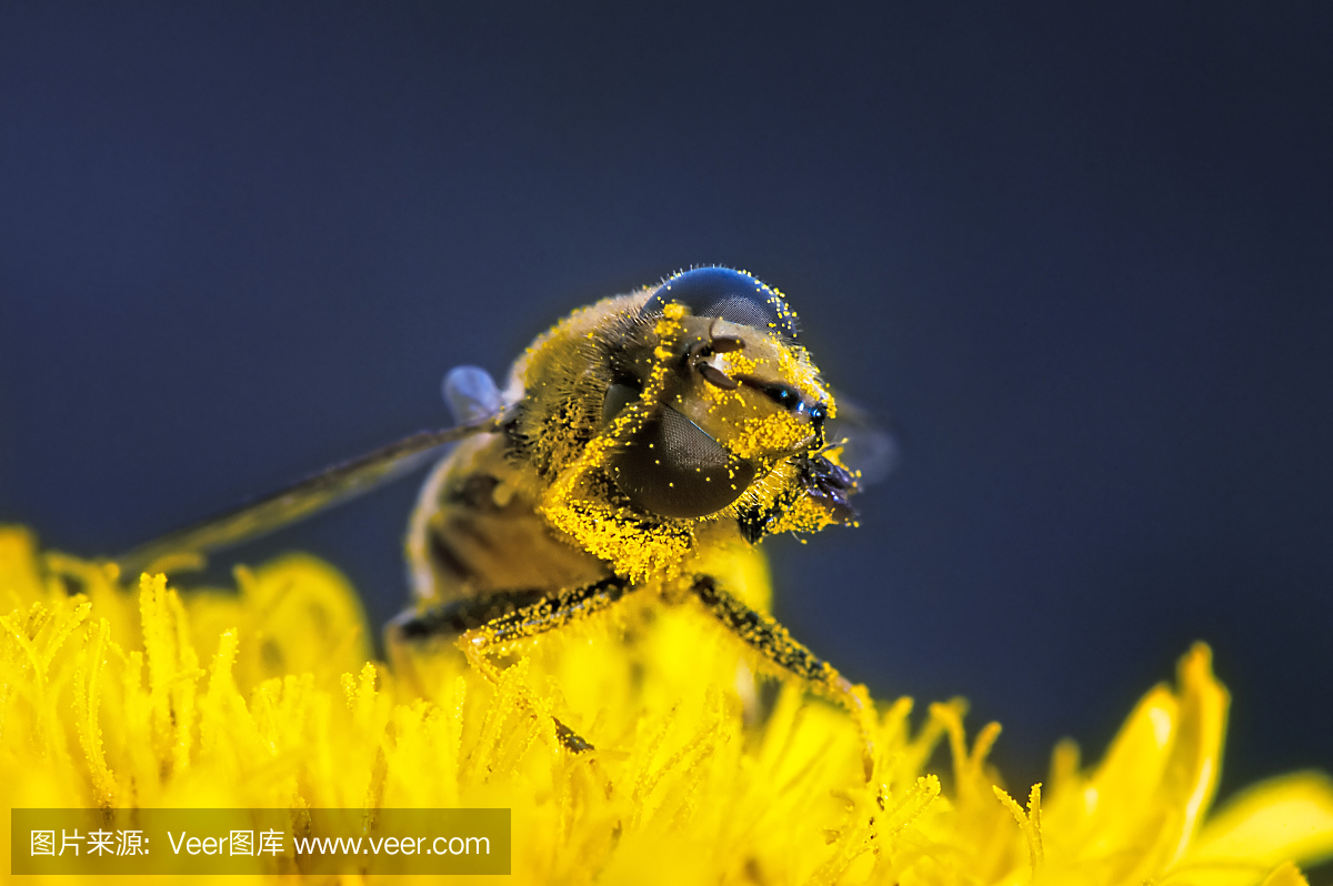 蜂花粉在花上清洁