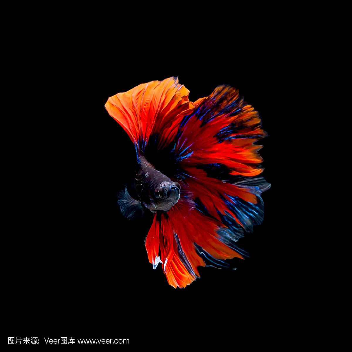 斗鱼鱼暹罗斗鱼孤立在黑色背景上的betta sple dens