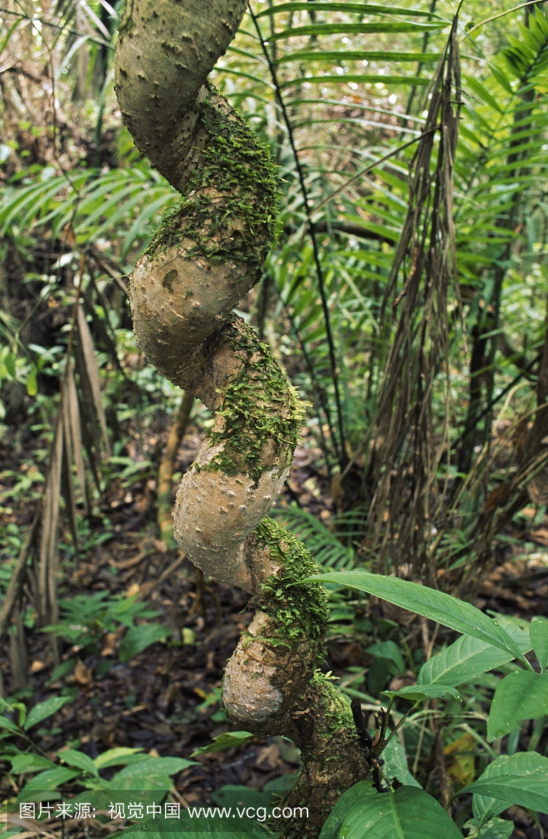Liana With Spirial Shape, Amazon Basin, Ecua