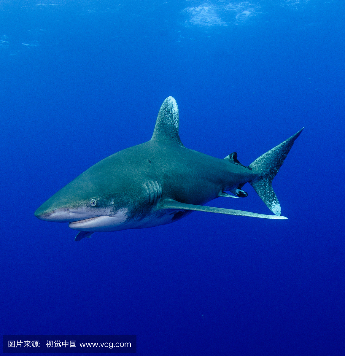海洋白尖鲨,污斑白眼鲛,水下,野外动物