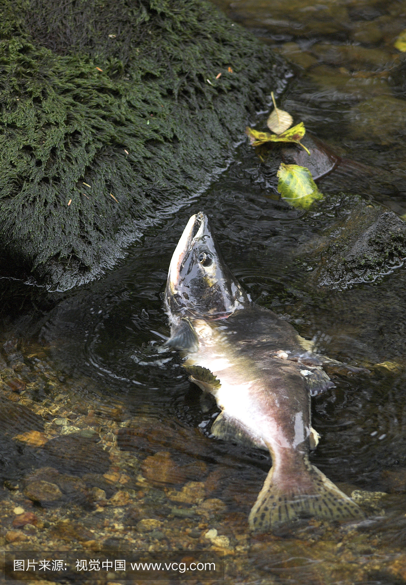 死鱼在产卵流。太平洋红粉或驼背三文鱼(Onc