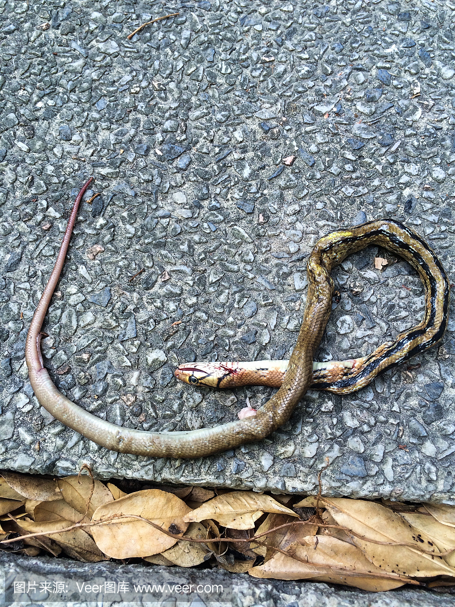 Dead snake