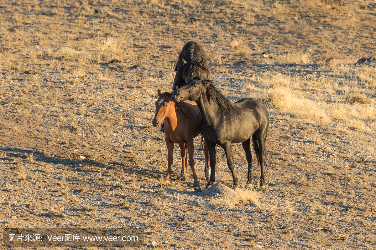 墨西哥野马,北美野马,家养小型马,野马