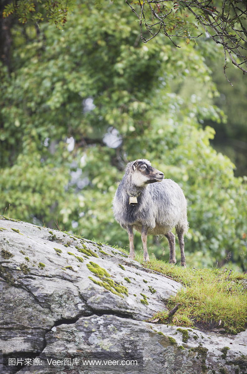 强壮的老挪威羊品种的母羊