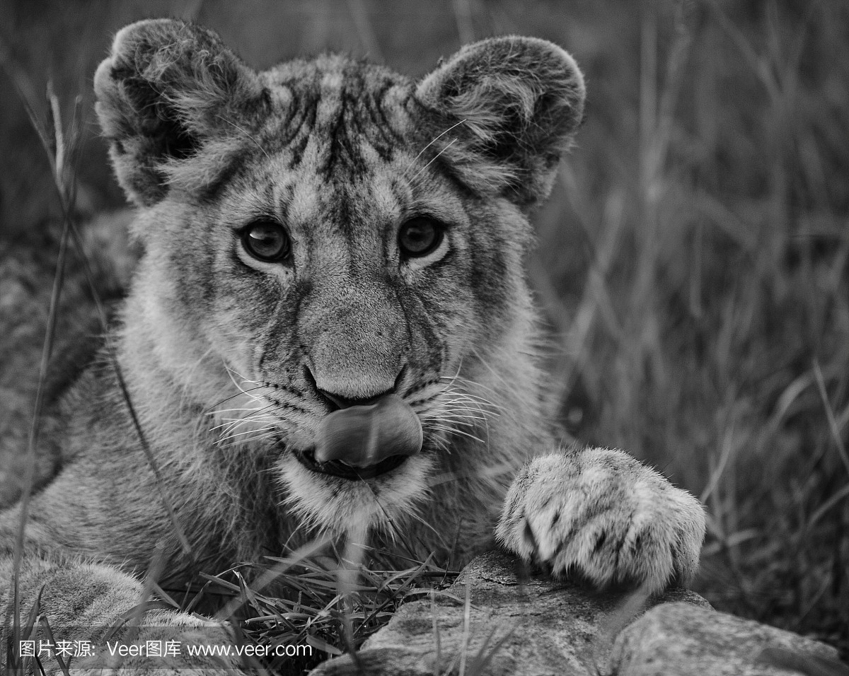 野生动物,狩猎动物,狮子,猫科动物