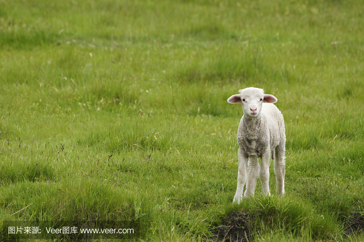 羔羊在新西兰北岛的罗托鲁瓦附近的农场