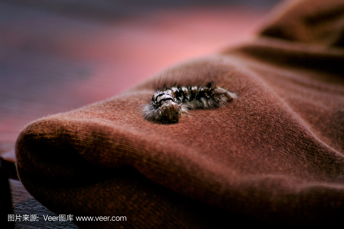 毛虫。毛虫上的纺织材料,细节,特写。卡特彼勒