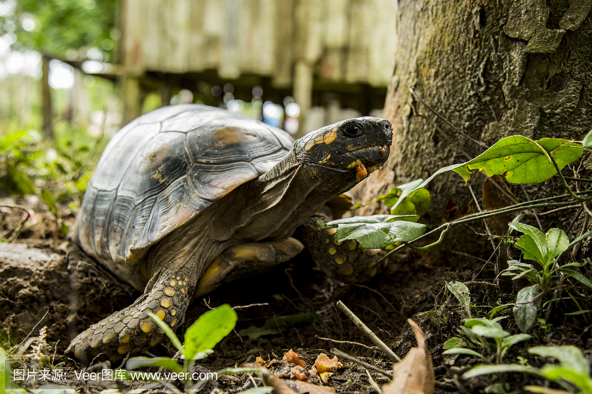亚马逊雨林,亚马逊森林,爬行纲,爬虫