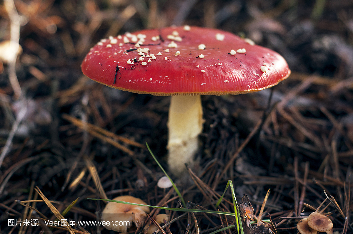 摄影,鬼笔鹅膏,水平画幅,秋天