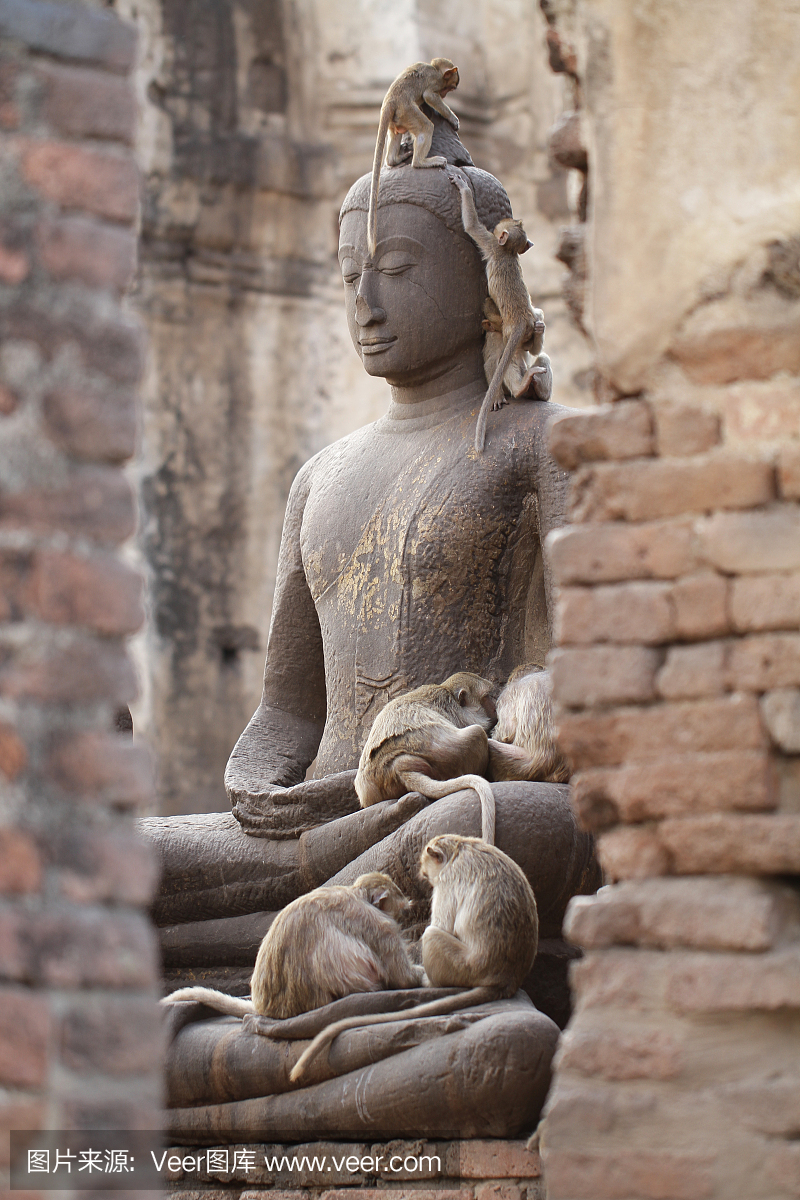 Monkey family sitting playing on ancient damag