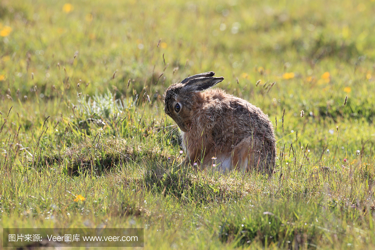 褐色野兔,棕色野兔,欧洲野兔子,野兔