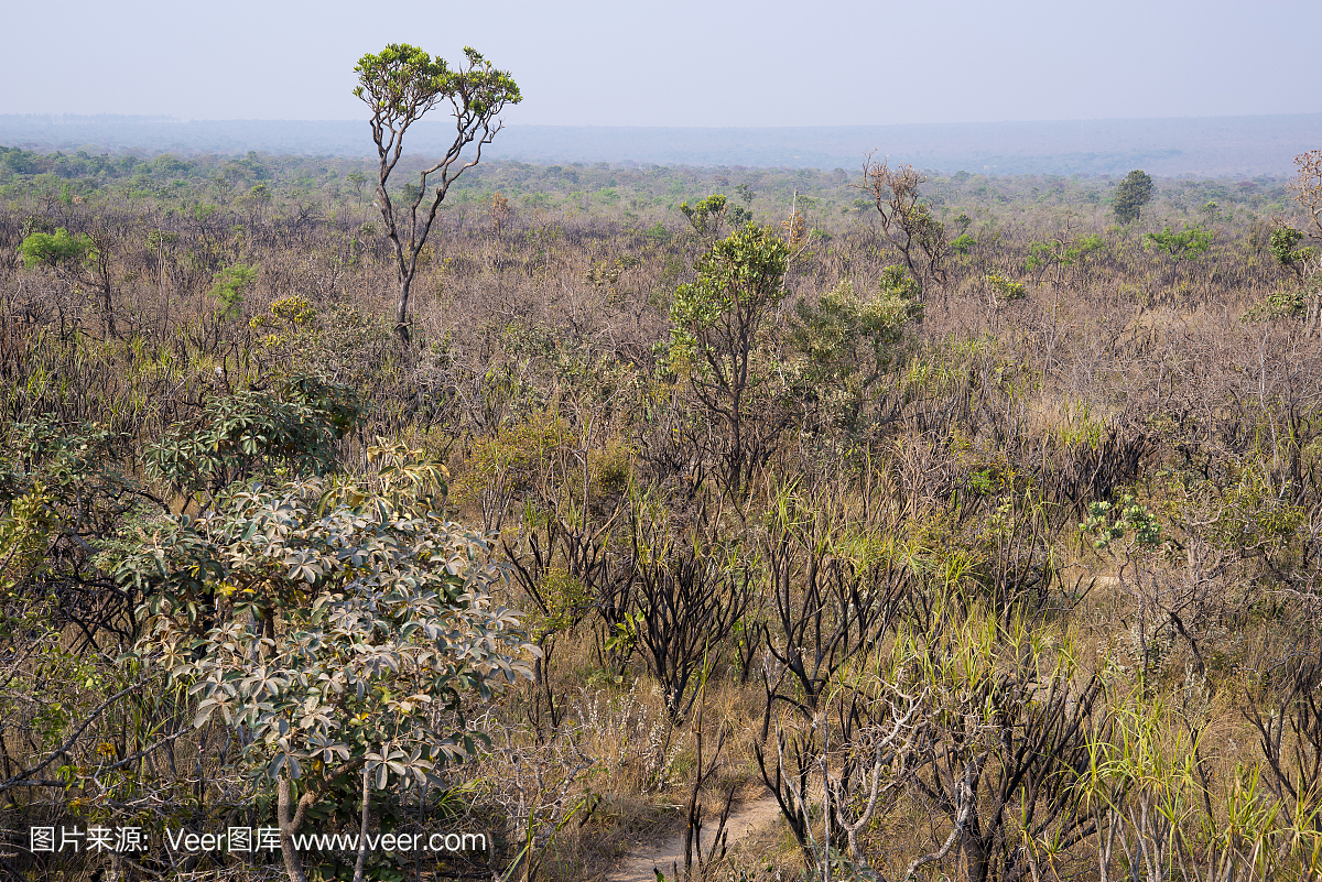 巴西热带草原景观