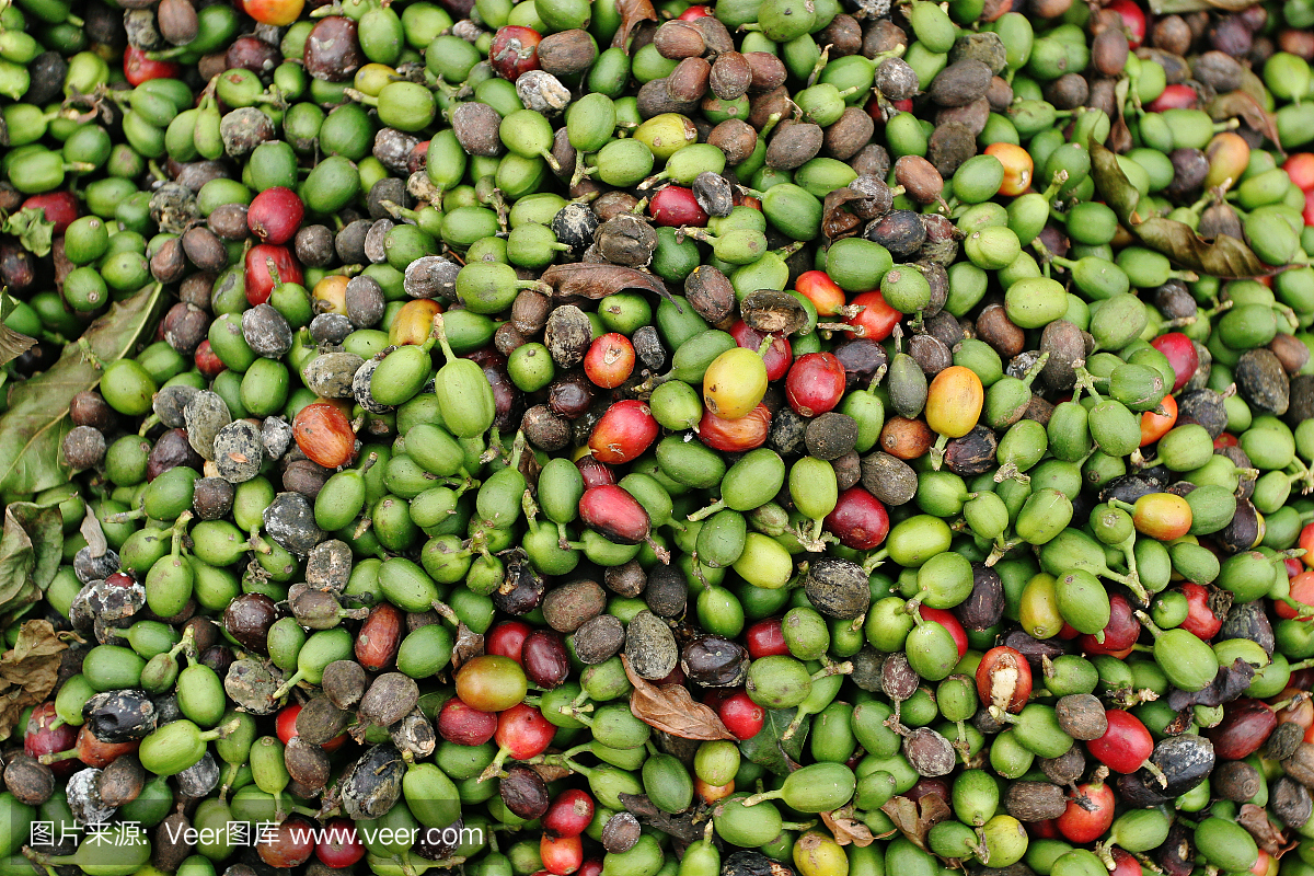 咖啡豆,安提瓜,危地马拉