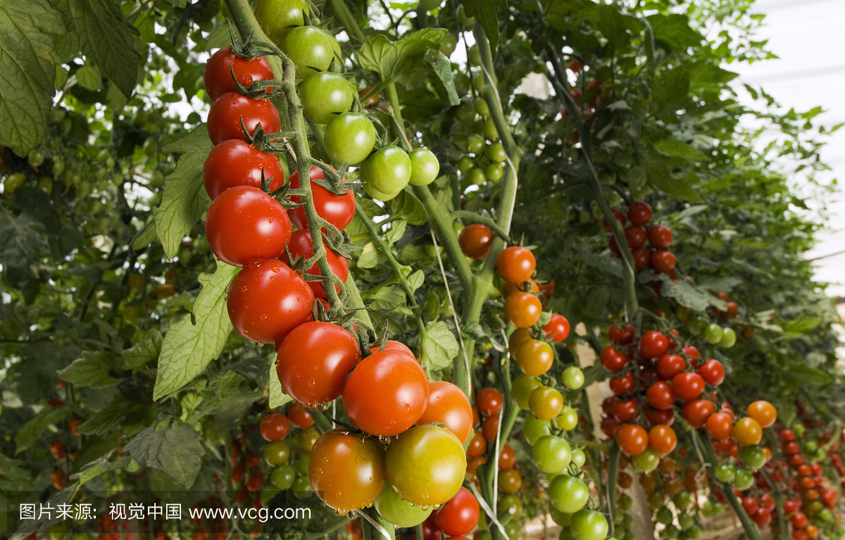 在西西里岛的温室里种植樱桃西红柿