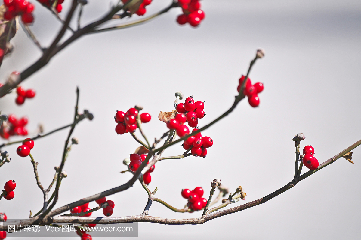 红色,十月,秋天,图像
