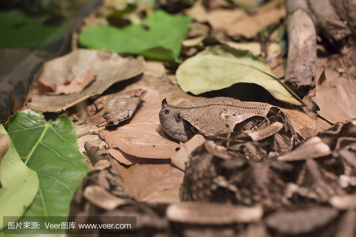 加蓬蝰蛇,有花纹的蝰蛇,蝰蛇,毒蛇