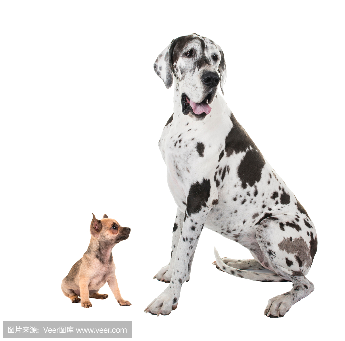 大丹狗,丹麦种大狗,大丹犬狗,大丹