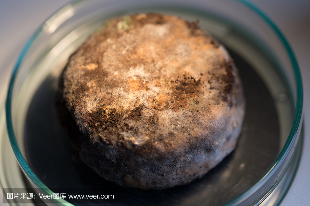 黑曲霉培养皿中的微观,微生物学教育实验室。