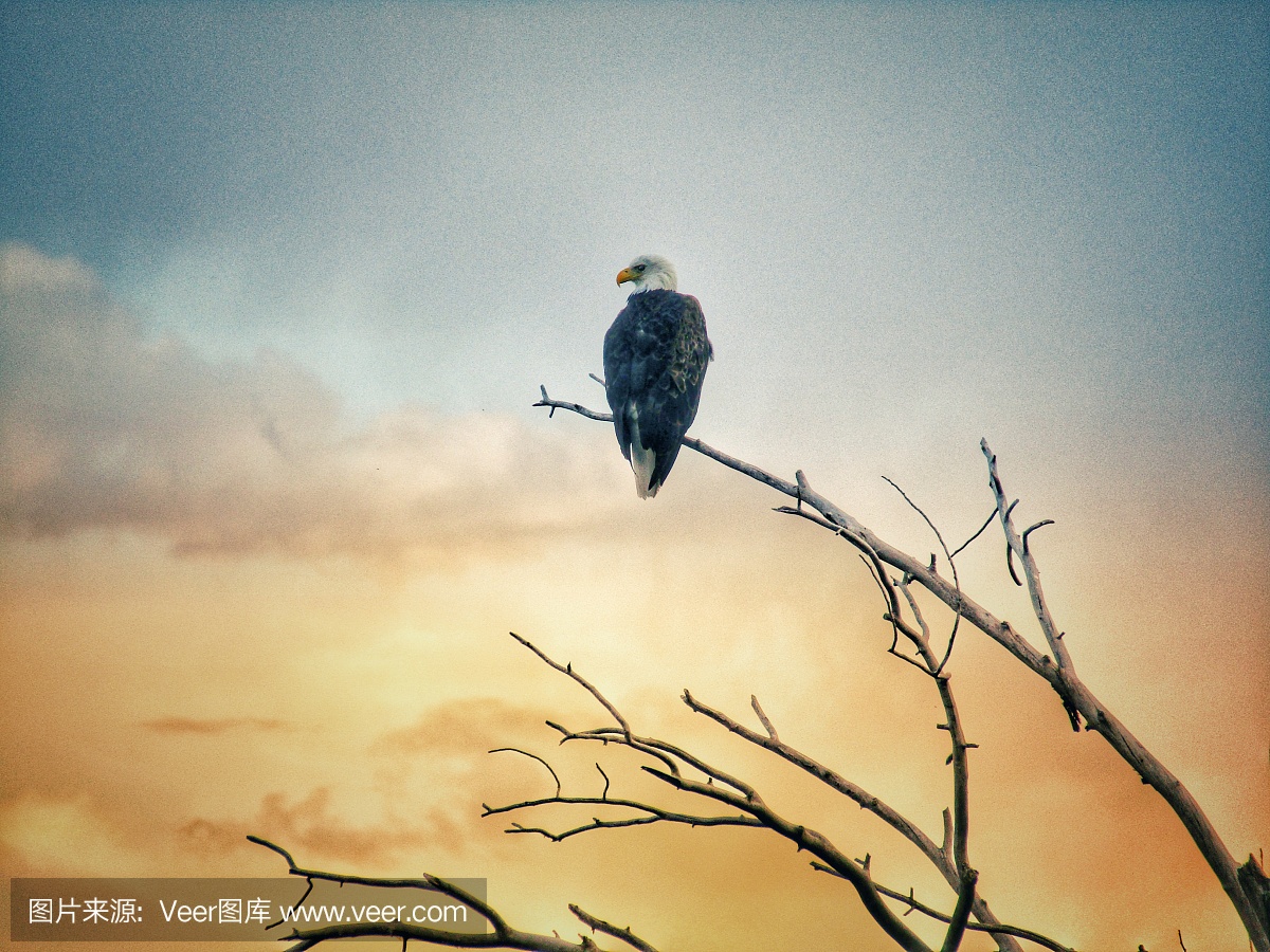 捷足先登,早起的鸟有食吃,早到早得,先到先得