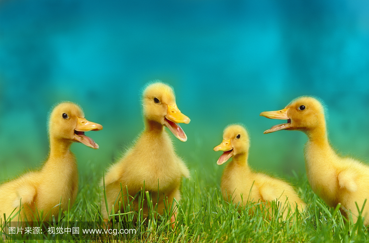 四只扒鸭在草地上