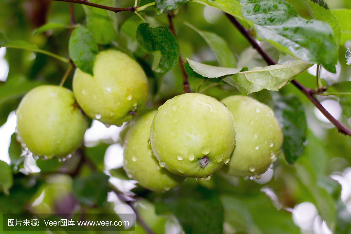 湿的苹果在树上