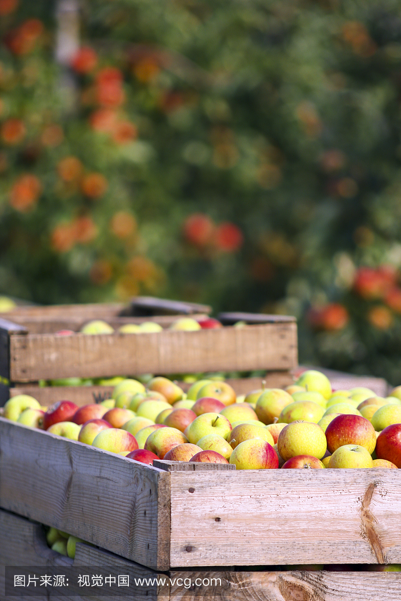 德国,汉堡,阿尔特斯土地,苹果采摘,木箱与苹果
