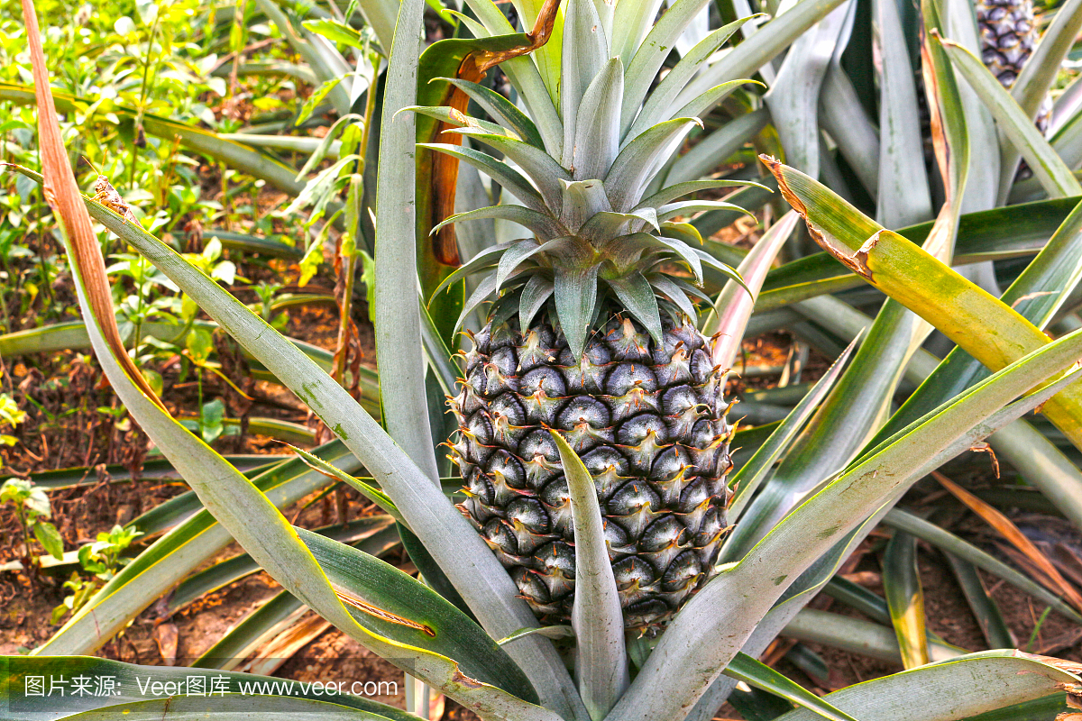 泰国北部的菠萝,热带水果