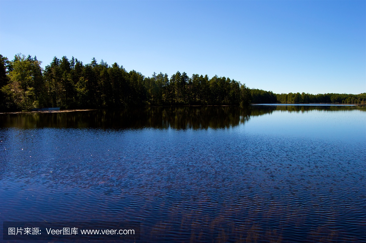 松木荒地,百瑞斯松林,白瑞思松树,贫瘠松林