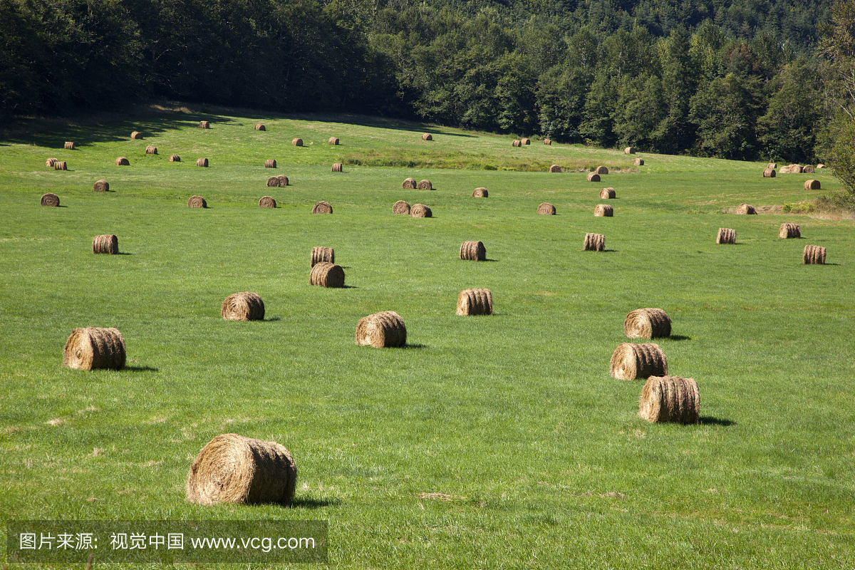 美国华盛顿皮埃尔县皮尔斯田野的干草包
